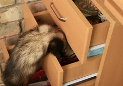 ferret out