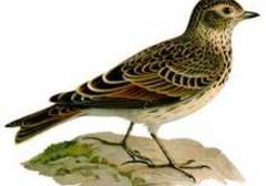 skylark