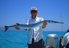 needlefish