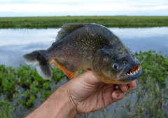 piranha