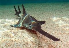 sawfish