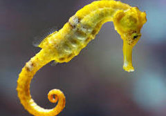 seahorse