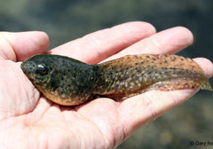 tadpole