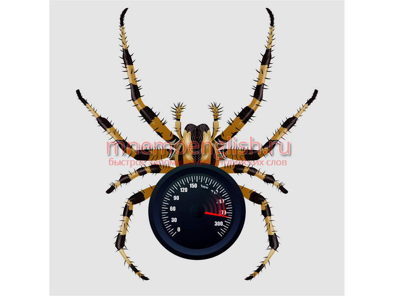 Spider — Паук