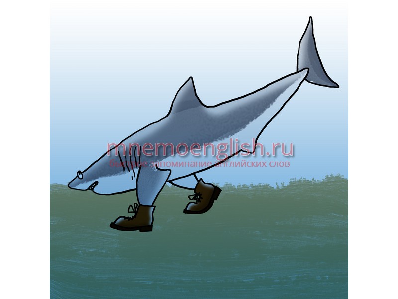 Shark — Акула