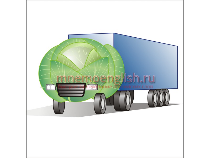 Cabbage — Капуста