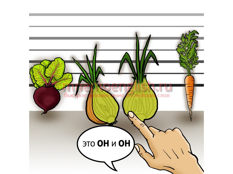 Onion — Лук