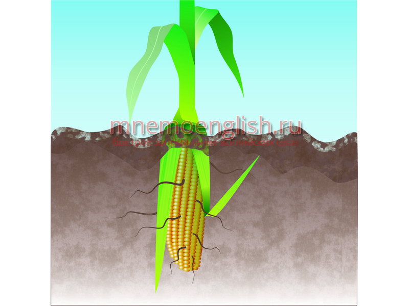 Corn — Кукуруза