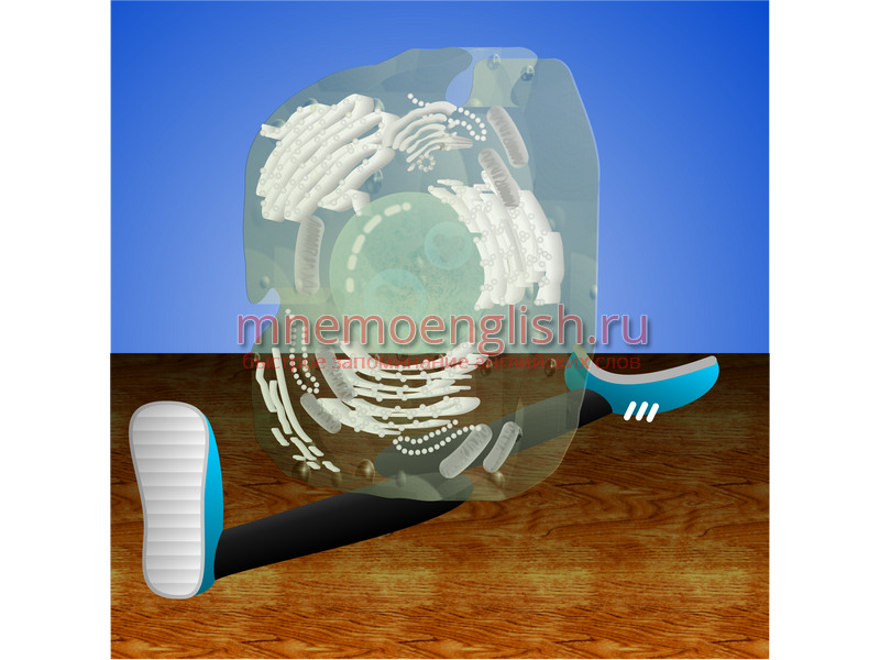 Cell — Клетка