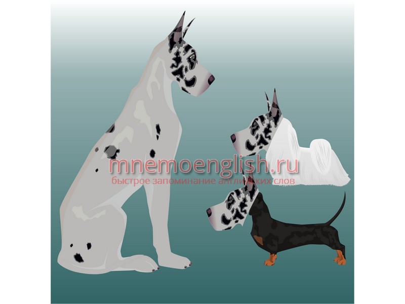 Dog — Собака