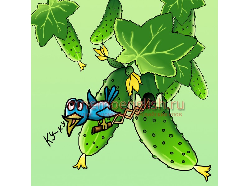 Cucumber — Огурец