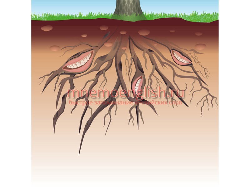 Root — Корень