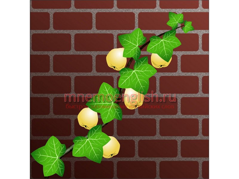 Ivy — Плющ