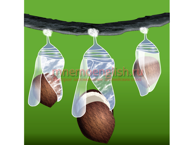 Coconut — Кокос