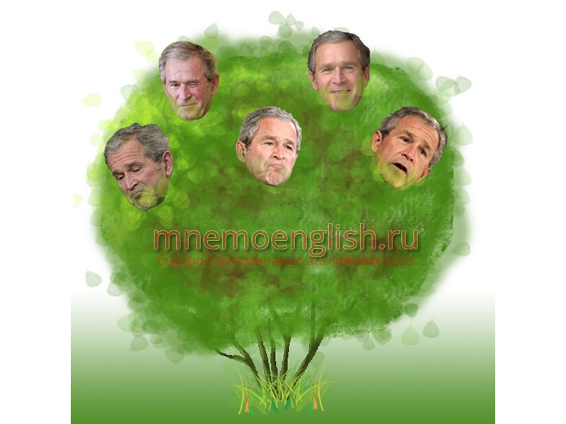 Bush — Куст