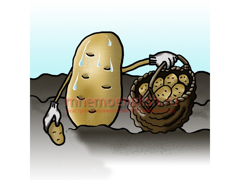 Potato — Картофель